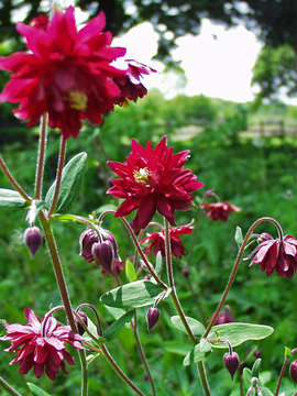 Double flowers of rich dark red.