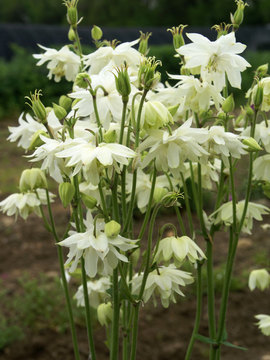 Pleasing double white.