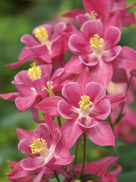 Solid rose blooms on compact plants.