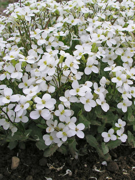 Fragrant white. Useful groundcover for sun or medium shade