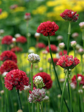 Rose red flowers