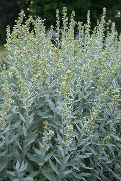Bright silver wider leaves on 2' mounds