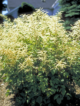 White plumes. Bold, showy plant best in dappled shade