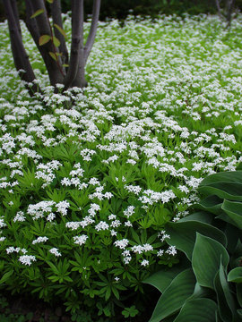 White stars. Likes a shady spot, even if dry. SWEET WOODRUFF