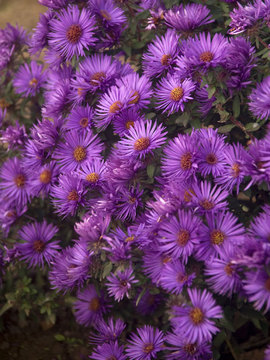 Compact and free flowering. A stunning deep purple