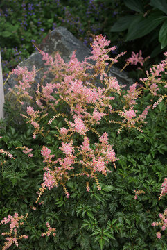 Dwarf rose pink