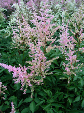 Plumes of white blushed with pink.