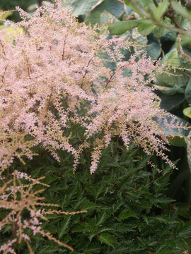 Dwarf bronze-leaved, pink