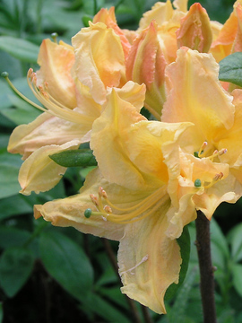 SHRUB. 4-5' Fragrant yellow flowers.  4" pot