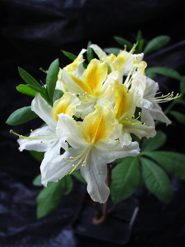 SHRUB. 4-5' White with yellow splashes.  4" pot