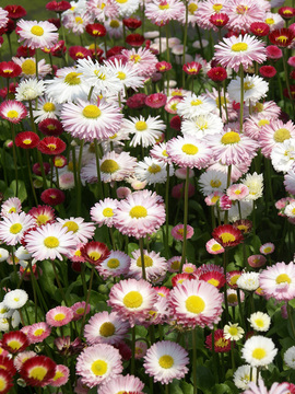 Mix of white to rose to red shades.