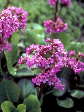 Excellent ruby red fall and winter foliage. Pink flowers