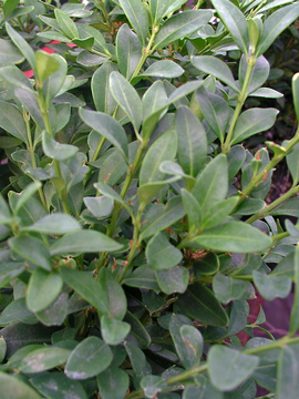 SHRUB. 2-3'  Ideal for compact hedges.  4" pot