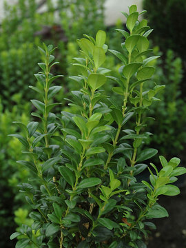 Buxus Jade Pillar