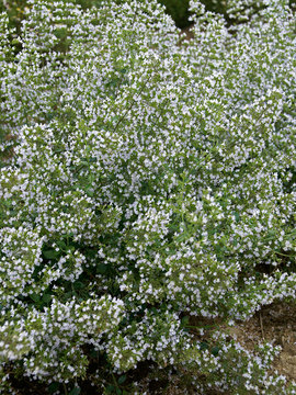Tiny white fragrant flowers on very fragrant foliage.