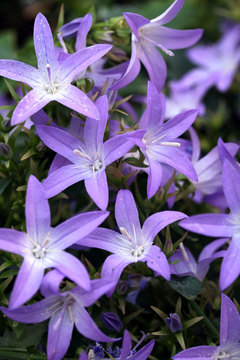 Cool blue bells on cascading plants