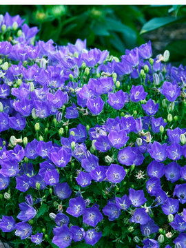 A violet-blue cup with a white center.