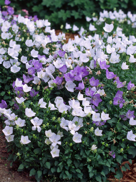 White flowers. Mulch in South
