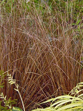CURLY TOP SEDGE. Narrow copper-brown leaves.