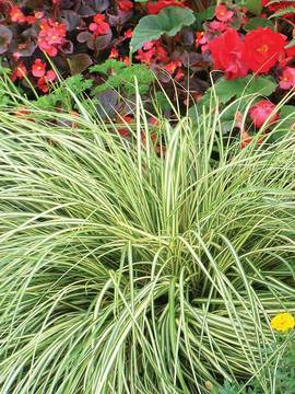 Var. Japanese Sedge GRASS - brightly variegated