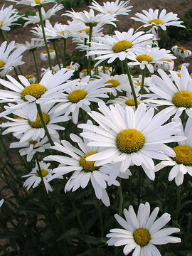 Single white Shasta Daisy