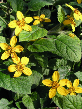 Larger yellow flowers over handsome foliage