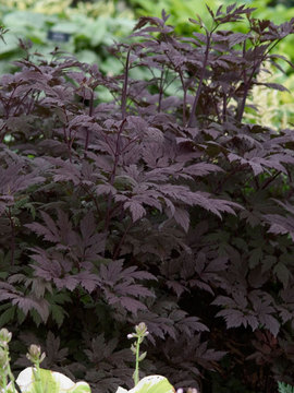 Cimicifuga Hillside Black Beauty