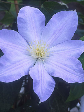 Palest blue flowers with a yellow center