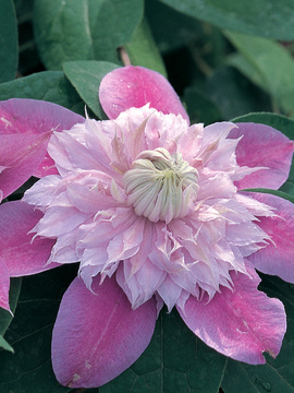 Large pom-pom centers of pink-lilac