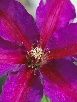 Deep blue red with a scarlet bar