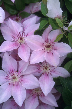 Palest pink flowers with a deeper pink bar