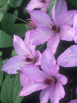 Large rich pink flowers with ruffled edges.