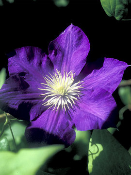 Deep purple flowers on vines.