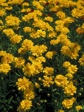 Yellow. For long bloom, remove spent blooms