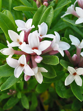 SHRUB - Wonderfully fragrant blush pink flowers in early spring. 4" Pots