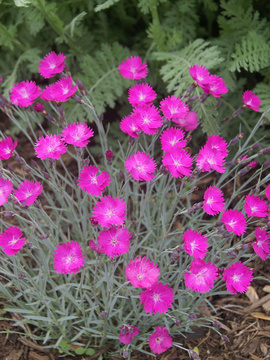 Perennial Plant of the Year 2006