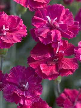 Vibrant red/pink flowers over aqua blue  foliage