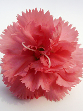 An old favorite is back. Salmon pink