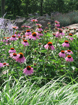 CONEFLOWER. Great for cutting