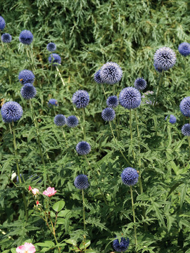 Blue GLOBE THISTLE. Eye-catching, tall plant. Cut flowers dry well