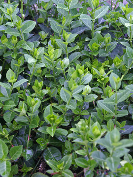 Great groundcover for a difficult spot.