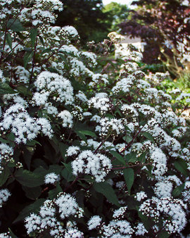 Bright white flowers. Leaves and plants are chocolate brown