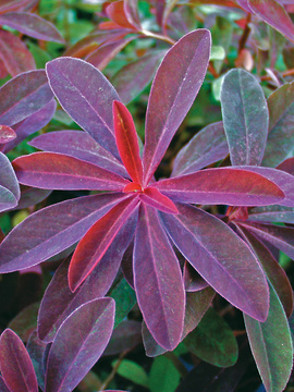 Yellow flowers on mounds of deep maroon foliage