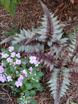 Fern Japanese Painted Fern Regal Red