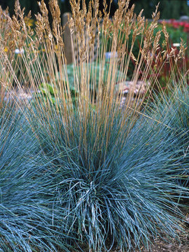 GRASS - BLUE FESCUE GRASS. 8" Soft powdery blue sea urchins on land