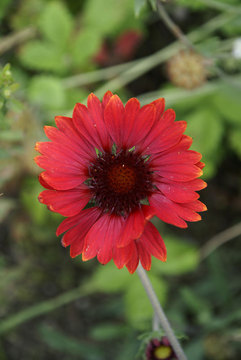 BLANKET FLOWER. Wine red.