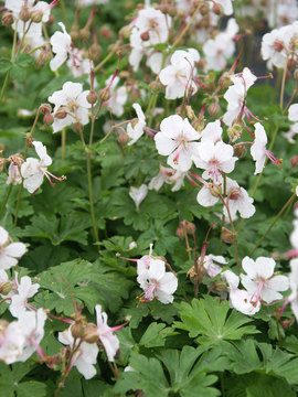 White flowers with pink centers. Has a nice trailing habit