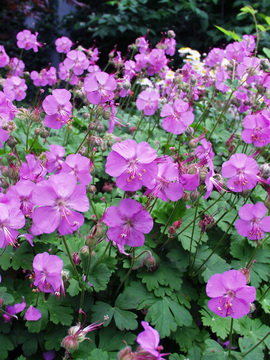 Deep rose flowers