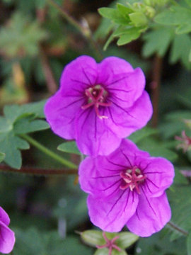 Deep colored veins on red-purple flowers