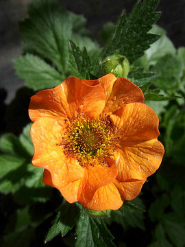 Geum Totally Tangerine